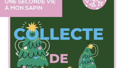 Collecte de sapins